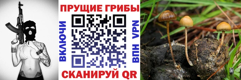 Купить где  Свободный  Галлюциногенные грибы Cubensis 